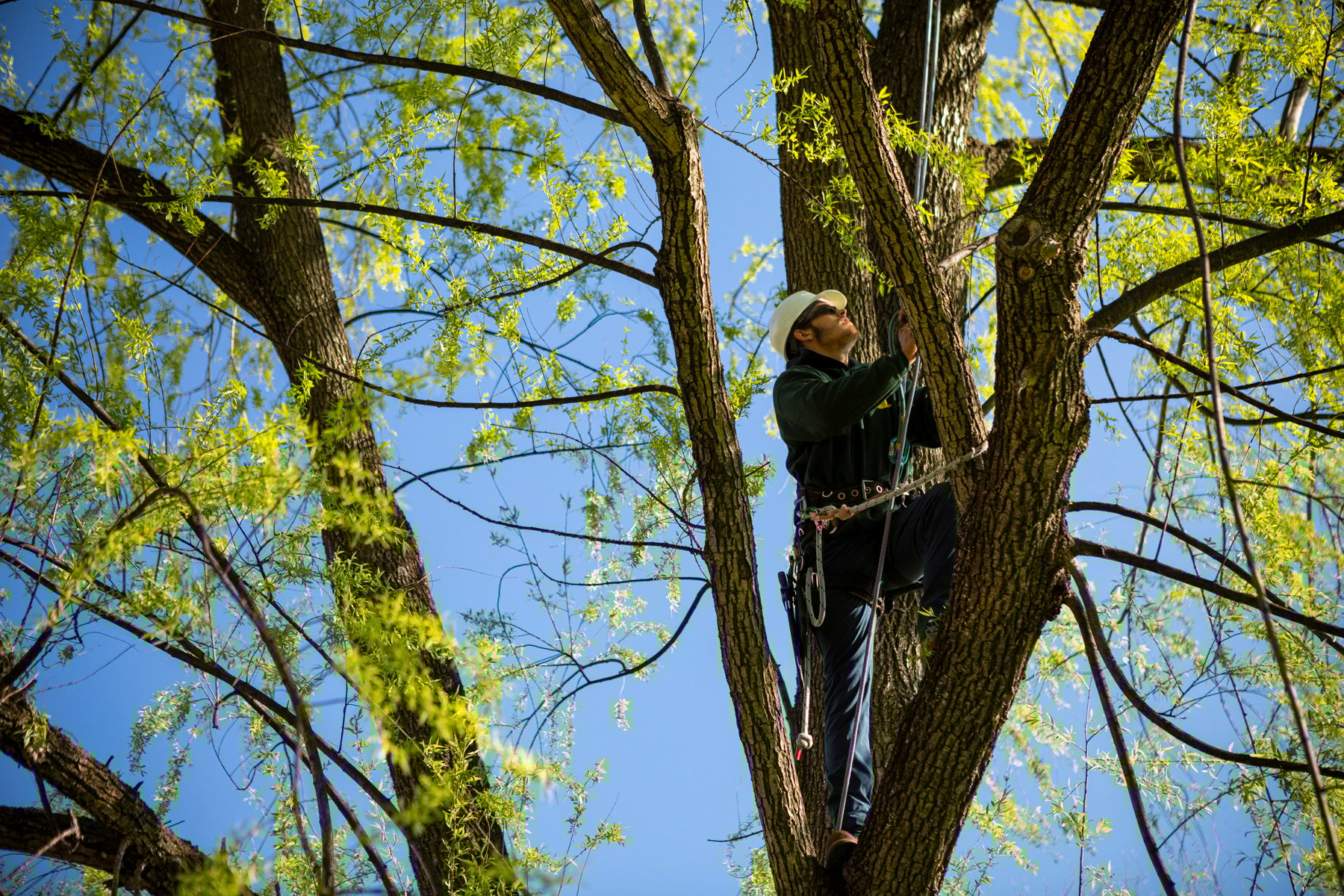 Arborist Jobs Why Climber & Groundsman Jobs Can Be Great Career Options